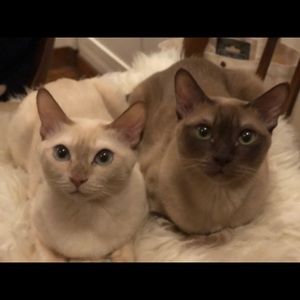 Meet your Posher, Maxine